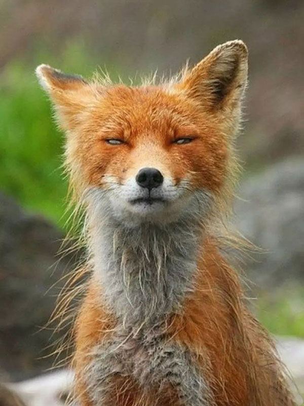 'Die laughing' with indifferent 'drunken' images identical to humans of wildlife Picture 16