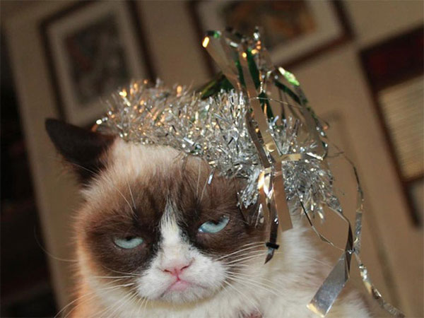 'Die laughing' with indifferent 'drunken' images identical to humans of wildlife Picture 18