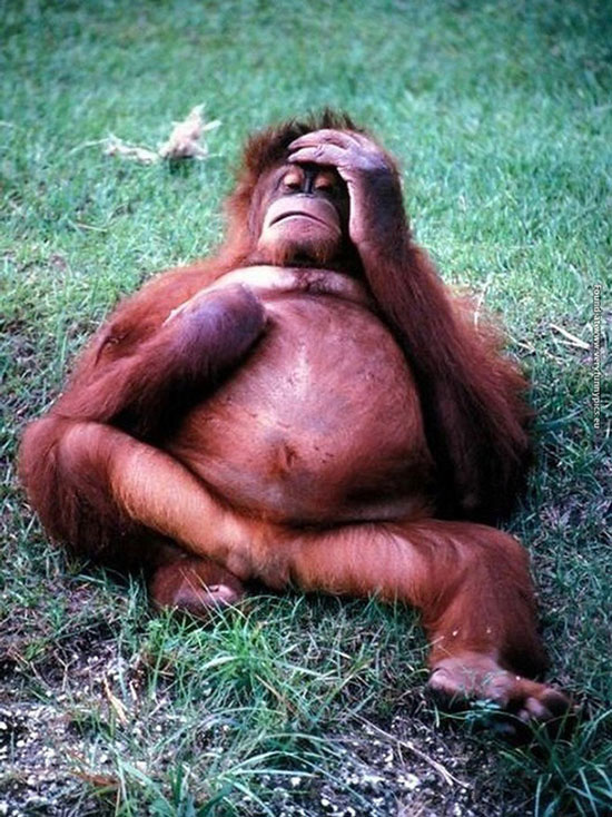 'Die laughing' with indifferent 'drunken' images identical to humans of wildlife Picture 6