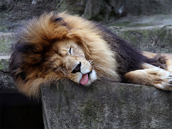 'Die laughing' with indifferent 'drunken' images identical to humans of wildlife Picture 7