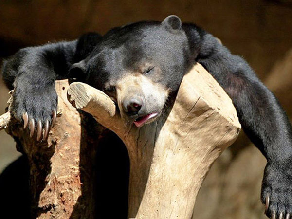 'Die laughing' with indifferent 'drunken' images identical to humans of wildlife Picture 8