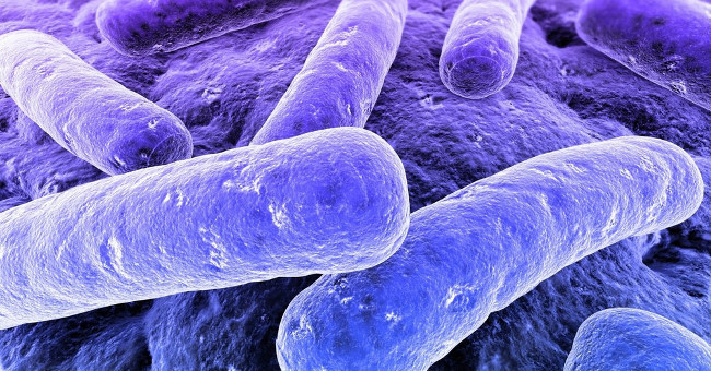 Diets high in zinc may increase the risk of infection with C. Difficile Picture 2
