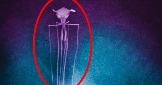 Discover 12 mysterious wonders deep in the ocean that few people come Picture 16