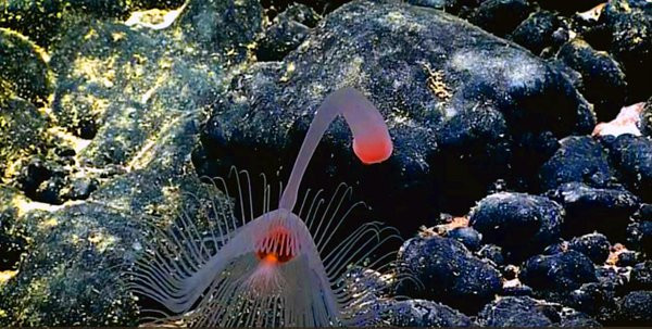 Discover 5 strange creatures than even science fiction novels Picture 4