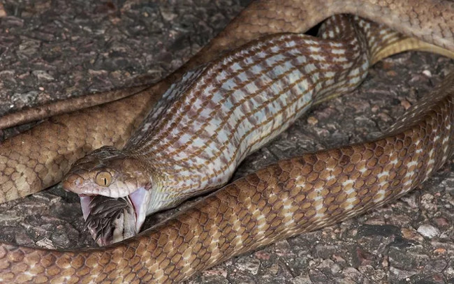 Discover horrifying secrets at the most terrifying island on the planet Picture 3