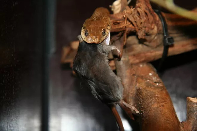 Discover horrifying secrets at the most terrifying island on the planet Picture 4