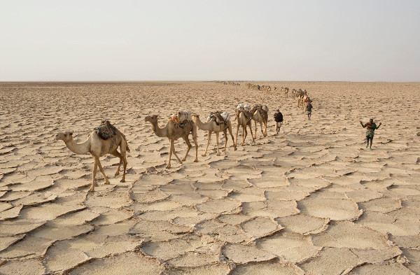 Discover life in the harshest land on Earth, where temperatures often exceed 50 degrees Celsius Picture 8