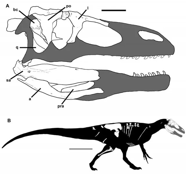 Discover new giant carnivorous dinosaurs, causing headaches for archaeologists Picture 1