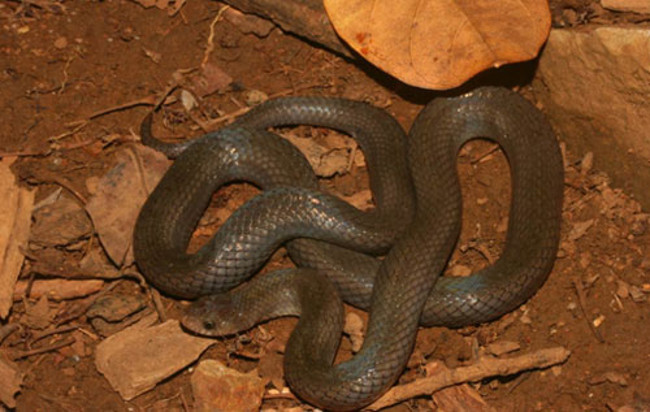 Discover new snake species in Con Dao Picture 1
