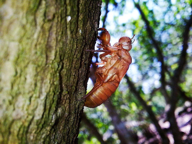 Discover supernatural abilities only in cicadas Picture 6