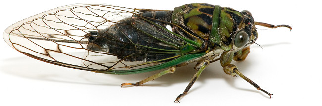 Discover supernatural abilities only in cicadas Picture 7