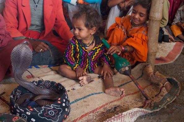 Discover the life of tribes living by cobra hypnosis Picture 8