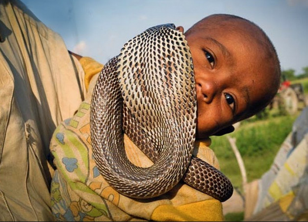 Discover the life of tribes living by cobra hypnosis Picture 9