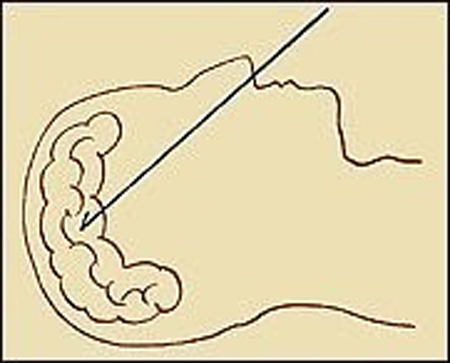 Discover the mysterious mummification process of the ancient Egyptians Picture 5