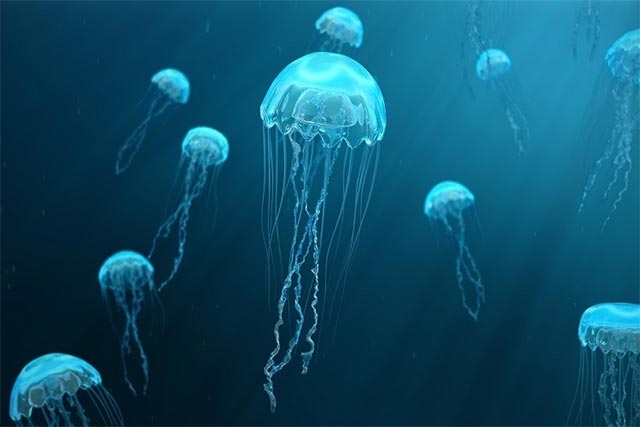 Discover the mystery of the ocean with jellyfish with electronics Picture 1