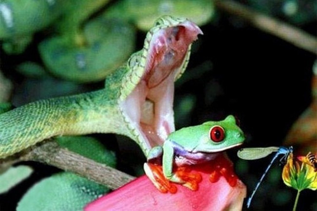 Discover the scary mystery about the most dangerous 'cold-blooded killer' Picture 8