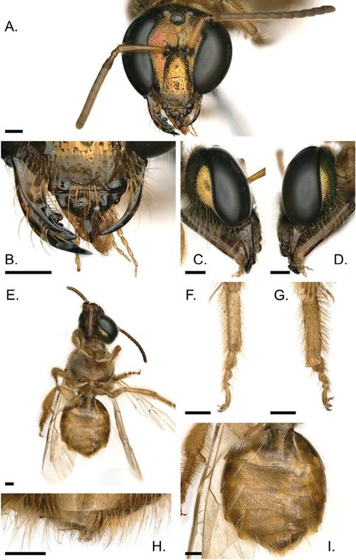 Discovered 'super male and female' bees are extremely rare Picture 1