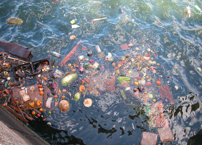 Discovered 'tattoo' lobster Pepsi logo and anxiety about the sea future Picture 2