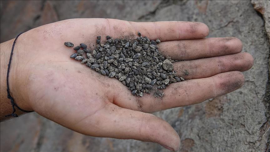 Discovered the 2800-year-old ancient seed found in Turkey Picture 1