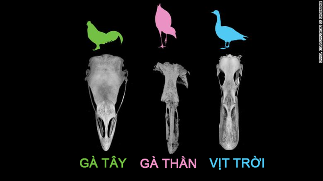Discovered the intact skull of 'Magical Chicken': the ancestor of today's birds, living with the dinosaurs 67 million years ago Picture 3