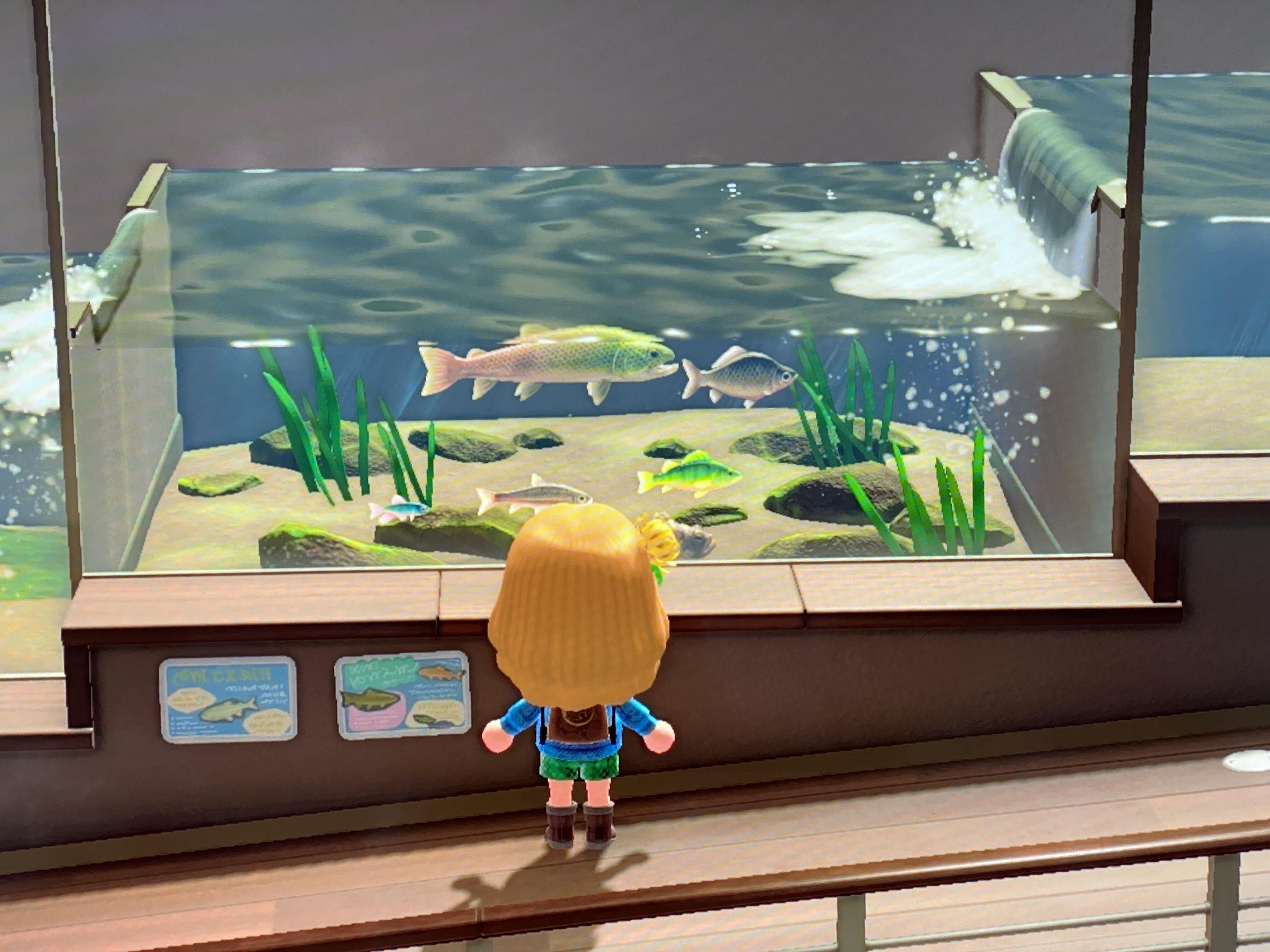 DIY games to play with your friends in Animal Crossing: New Horizons Picture 3
