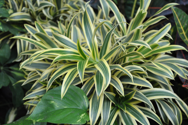 DNA testing shows an extinct plant species Picture 1