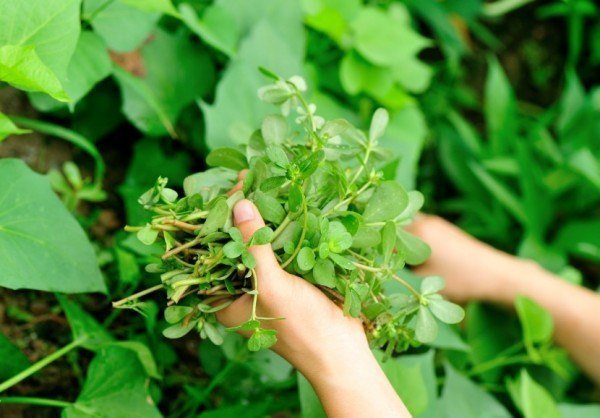 Do not confuse the vegetables as weeds, you will be shocked to know its miraculous use! Picture 1