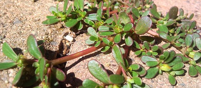 Do not confuse the vegetables as weeds, you will be shocked to know its miraculous use! Picture 3