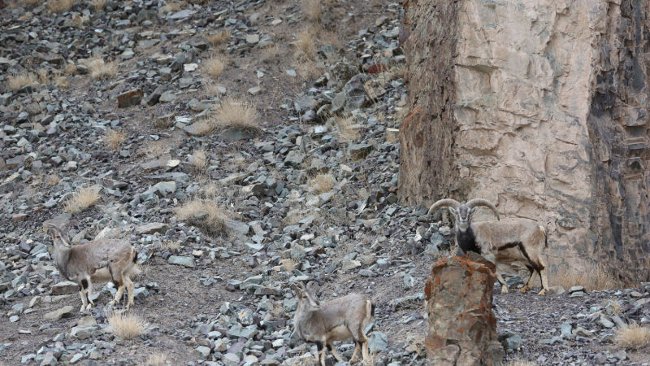 Do you see where the panther is the most sought-after community in the photo? Picture 1