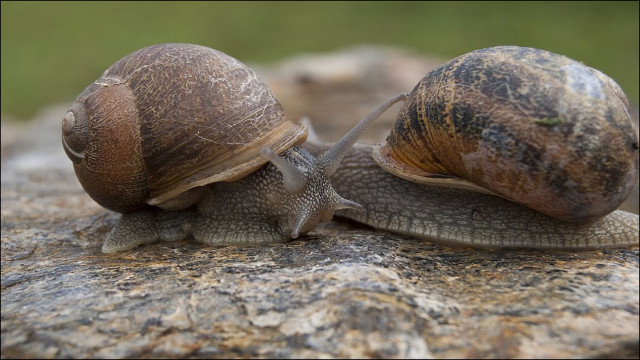 Doctors discovered a sea snail living in the skin of an 11-year-old boy Picture 1