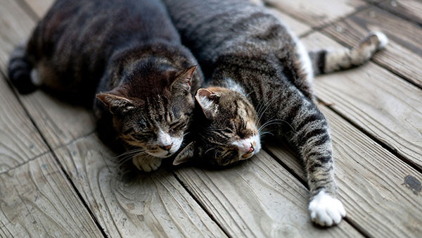 Download a full set of 200 beautiful, varied themes for your computer Picture 14