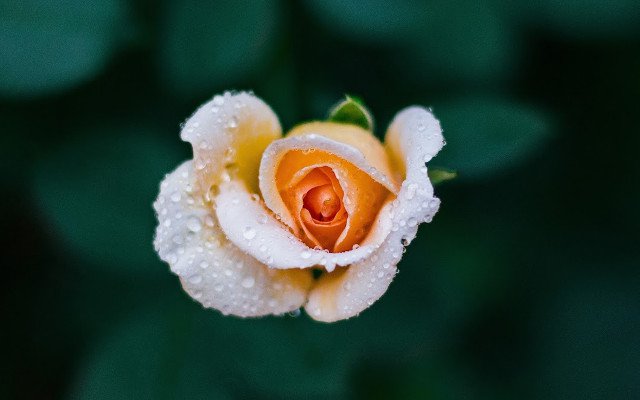 Download a set of desktop wallpapers with a 2K quality theme Picture 18