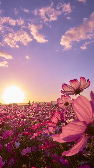 Download a set of wallpapers for your phone with different themes Picture 15