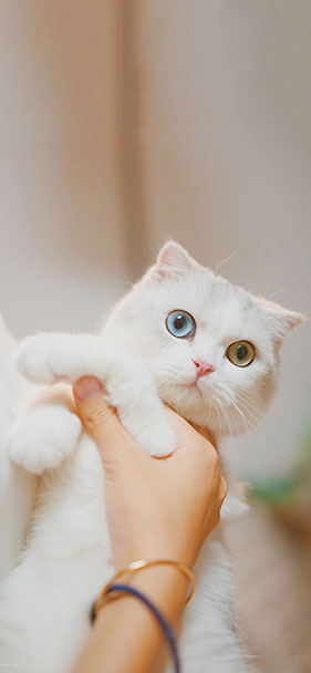 Download high-quality background images instantly for iPhone Xs and Xs Max Picture 26