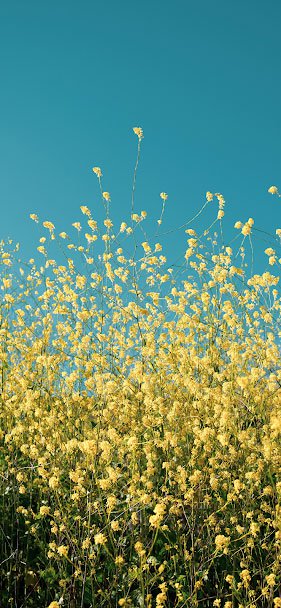 Download high-quality background images instantly for iPhone Xs and Xs Max Picture 35