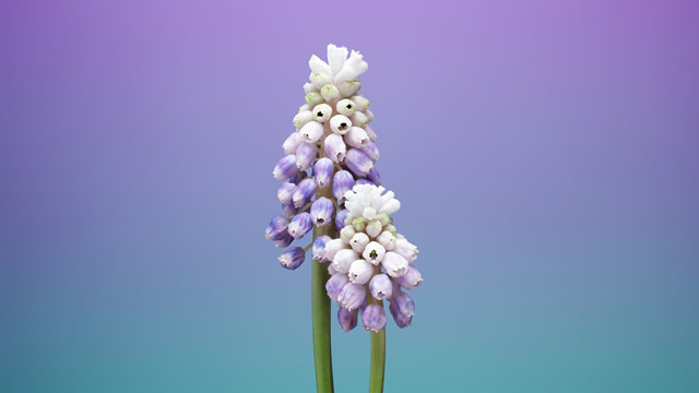 Download iOS 13, iPadOS and Mac Catalina wallpapers Picture 19