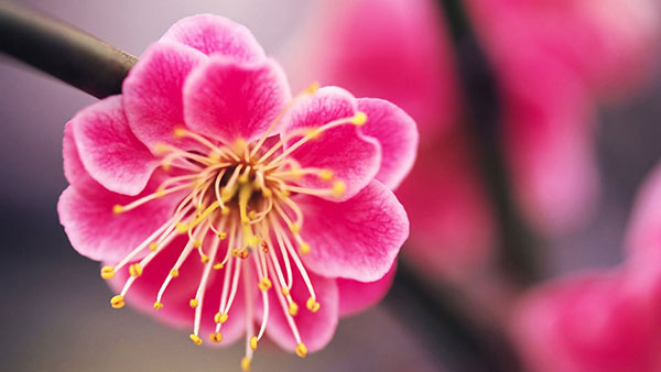 Download now 200 wallpapers with many different themes for your computer Picture 25