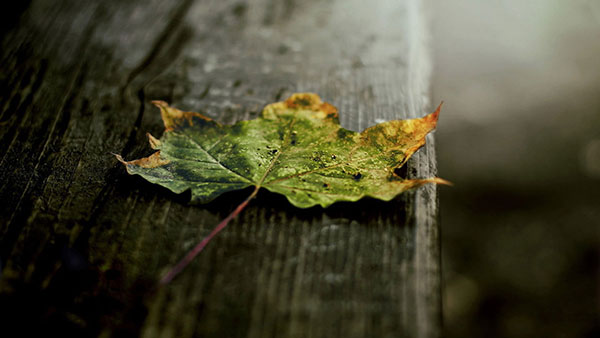 Download now 200 wallpapers with many different themes for your computer Picture 40