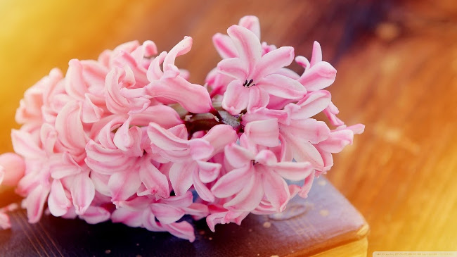 Download now a simple but charming Vintage photo wallpaper theme for your computer Picture 34