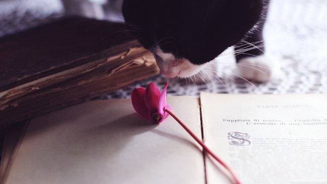 Download now a simple but charming Vintage photo wallpaper theme for your computer Picture 35