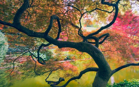 Download the new themes for Windows 10 now Picture 2