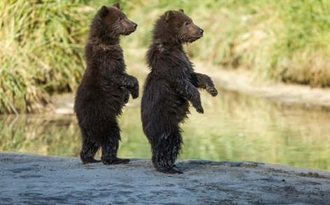 Download the new themes for Windows 10 now Picture 21