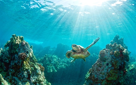 Download the new themes for Windows 10 now Picture 3