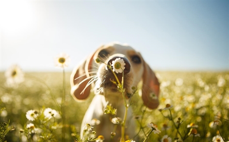 Download the new themes for Windows 10 now Picture 5