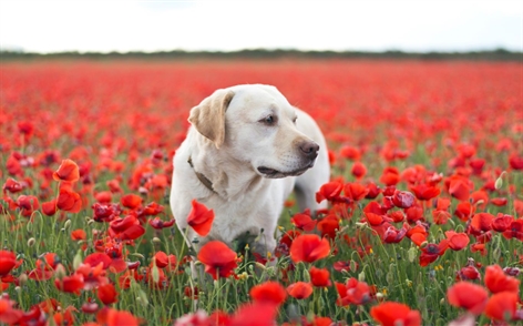 Download the new themes for Windows 10 now Picture 7