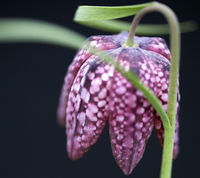 Download the original Nokia 8 Sirocco wallpapers Picture 8