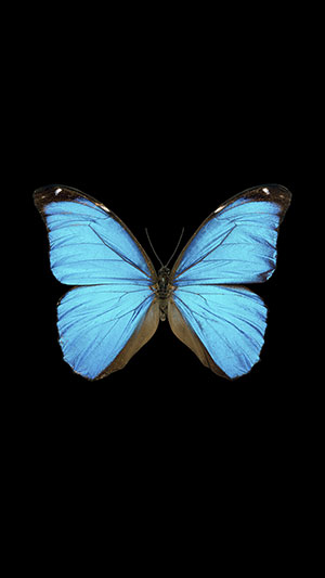 Download the 'super quality' default wallpaper set on Bphone 3 Picture 15