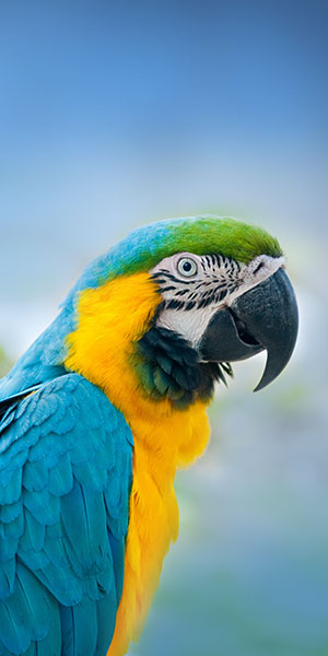 Download the 'super quality' default wallpaper set on Bphone 3 Picture 16