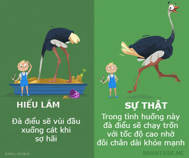 Dumb fish and 11 misunderstandings about animals Picture 10