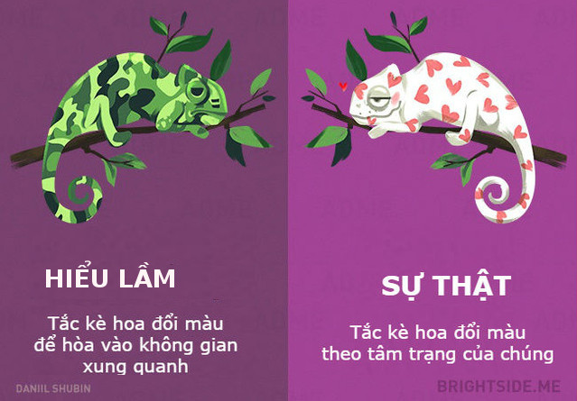 Dumb fish and 11 misunderstandings about animals Picture 11